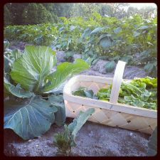 ellis farms chesapeake bay retrievers