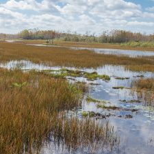 Grassy Waters Preserve, 8264 Northlake Blvd, West Palm Beach, FL 33412, USA