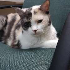 Winter Springs Veterinary Clinic Veterinary Care 131 W State