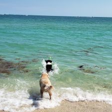 Haulover Beach Dog Park - 10800 Collins Ave, Miami Beach, FL 33154