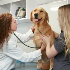 north loop animal clinic