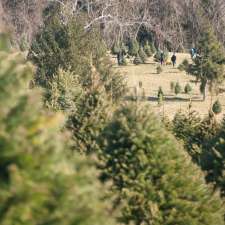 Middleburg Christmas Tree Farm Christmas Tree Ln Round Hill Va 20141 Usa