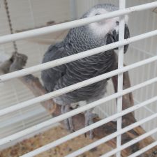 mcgonagall funko pop cat