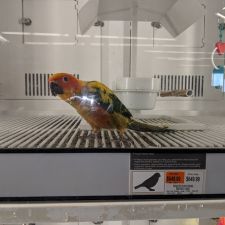 petco vaccination clinic