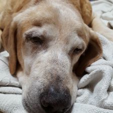 Archer Road Animal Hospital 2505 E Archer Rd Baytown Tx 77521 Usa