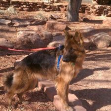 Centennial Hills Animal Hospital Joe Lopez Dvm Veterinary