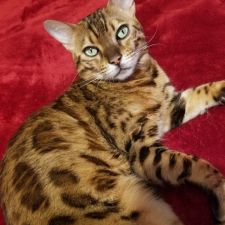 petcare express holcombe