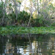 Lower Wekiva River Preserve State Park | 8300 FL-46, Sanford, FL 32771, USA