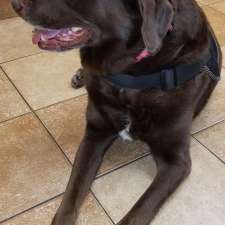 Banfield Pet Hospital 9585 W Colonial Dr Ocoee Fl 34761 Usa
