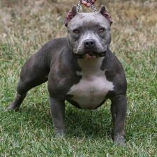 bullyzone pet supplies