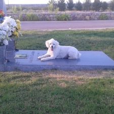 Memorial Pines Cemetery in 3061 Mem Pnes Rd, Sunland Park, NM 88063, USA