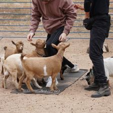 6033 Uno St, Arvada, CO 80003