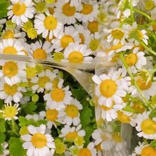 Spring flower daycare