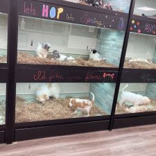 Puppy Dreams Arlington Tx