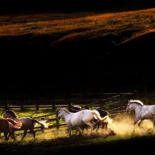 Allen Financial Insurance &amp; The Equestrian Group, 13880 N