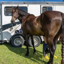 Topline Horse Center
