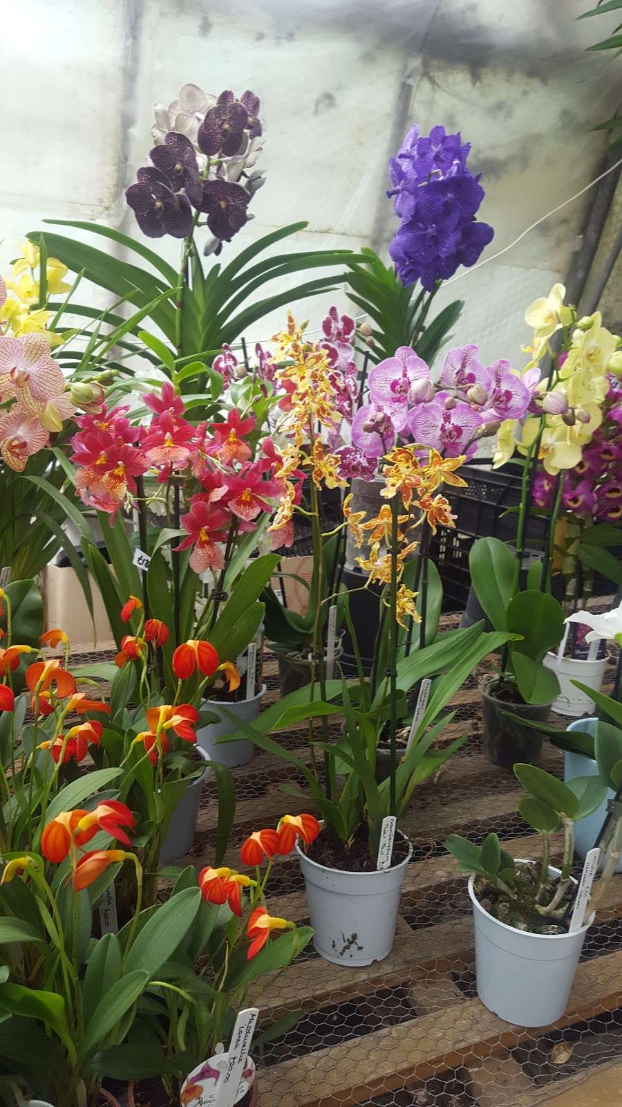 Hobbs Laurence Orchids Ltd | Bailiffs Cottage/Hophurst La, Crawley Down, Crawley RH10 4LN, UK | Phone: 01342 715142