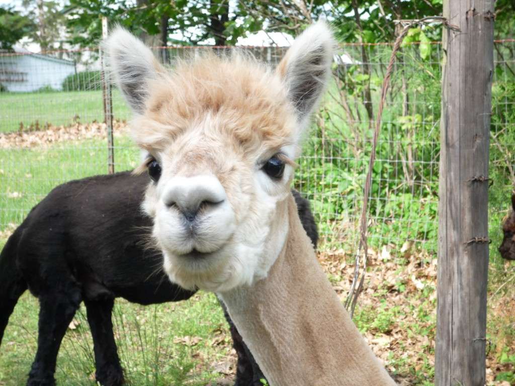 Ad Astra Alpacas | 168 E 1700 Rd, Baldwin City, KS 66006, USA | Phone: (785) 594-6767