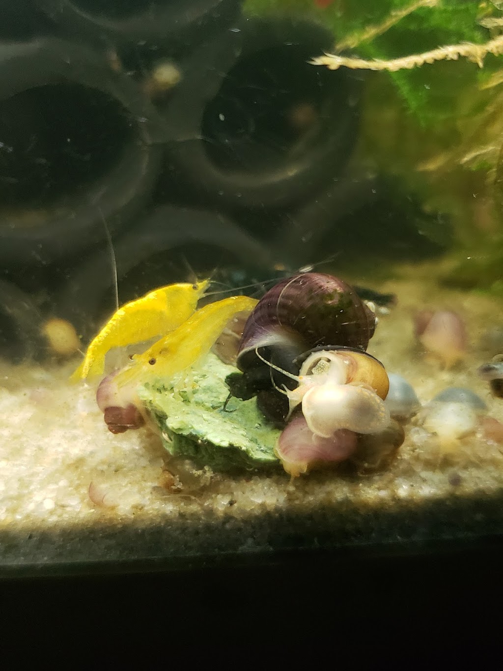 Snabies & Moore | 620 Daniels Rd, Corapeake, NC 27926, USA | Phone: (252) 333-8611