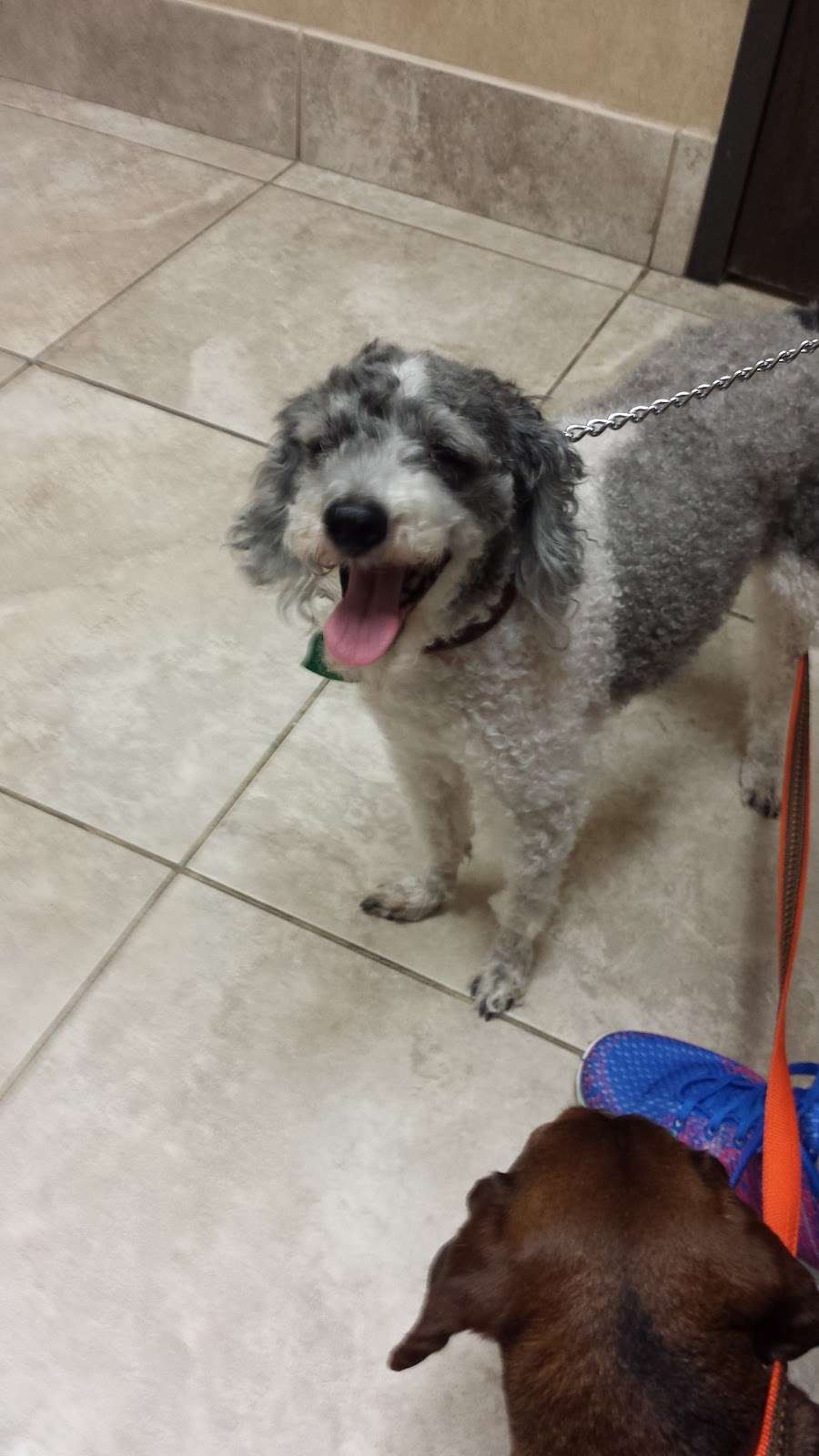 VitalPet - All Community Animal Hospital | 24021 US-59, Porter, TX 77365, USA | Phone: (281) 354-2724