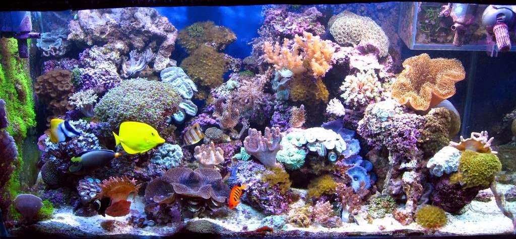 Austins Fish Tank Cleaning | 411 N Rogers St, Independence, MO 64050 | Phone: (816) 517-0312