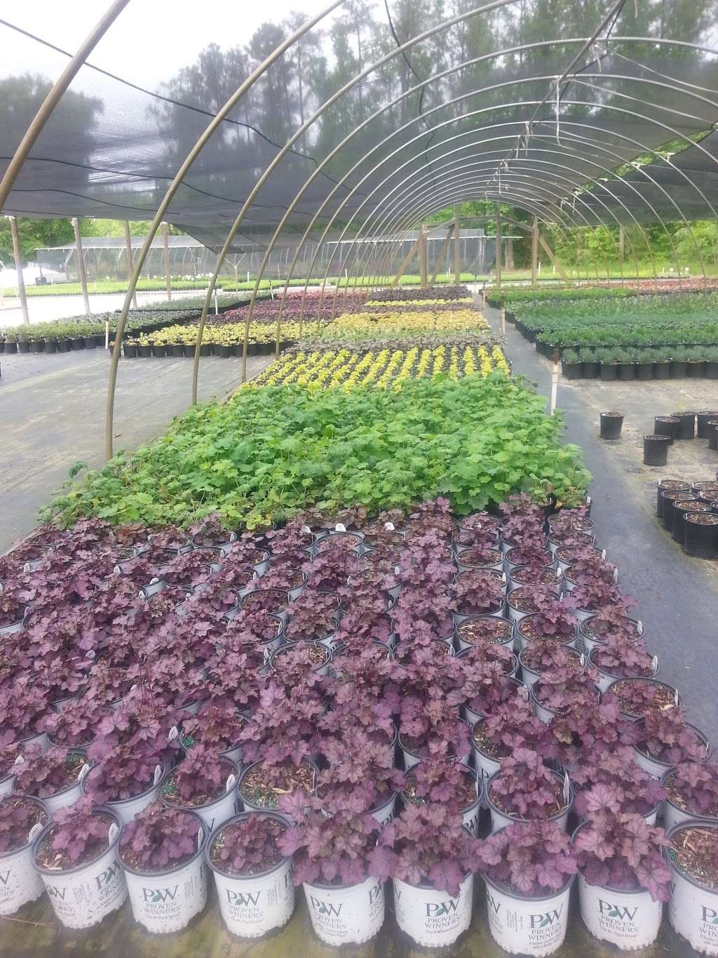 Colesville Nursery Inc | 14011 Nursery Rd, Ashland, VA 23005, USA | Phone: (804) 798-5472