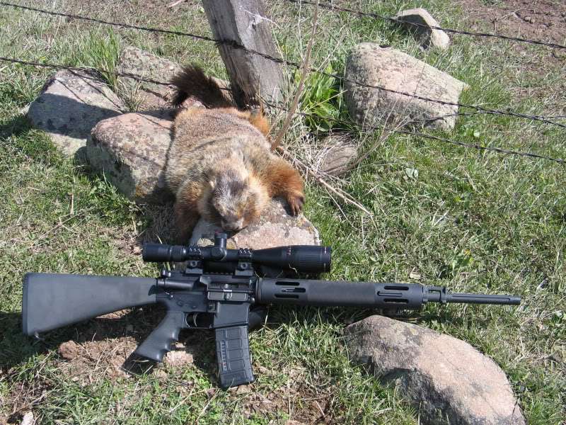 New Hampshire Varmint Exterminator | 98 Witches Spring Rd, Hollis, NH 03049, USA | Phone: (603) 554-0648
