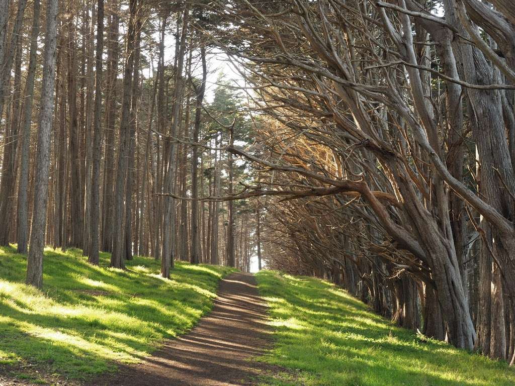 Seal Cove Cypress Tree Tunnel Bluff Trail Moss Beach Ca 94038 Usa