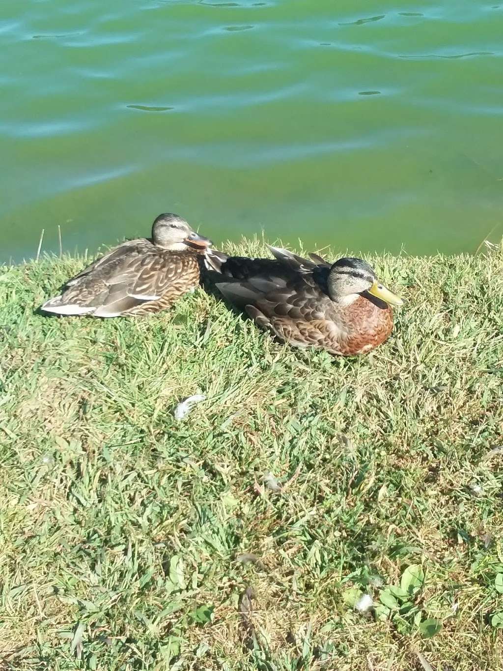 Taneytown Duck Pond | Roberts Mill Rd & Stumptown Rd, Taneytown, MD 21787