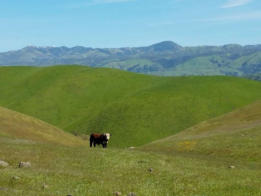 Coyote Ridge Open Space Preserve | 9611 Malech Rd, Morgan Hill, CA 95037, USA