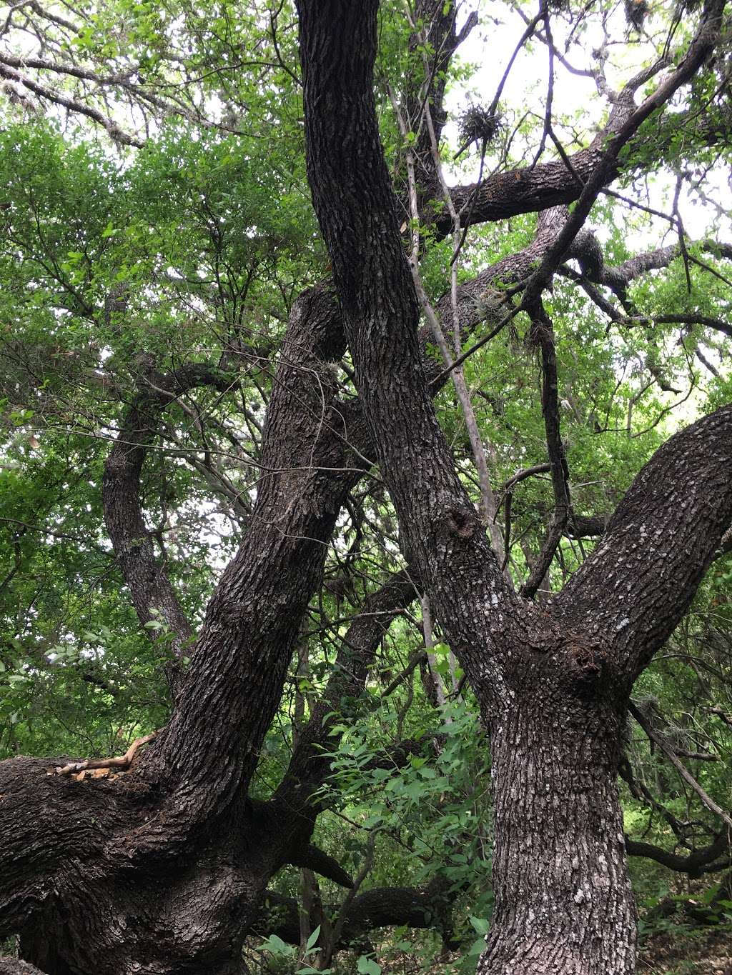 Medina River Greenway | San Antonio, TX 78264, USA