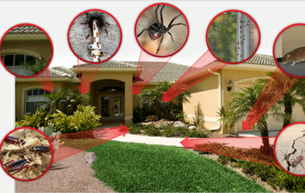 No Escape Pest Control | 10307 Elizabeth Ct, San Antonio, TX 78240, USA | Phone: (210) 845-3802