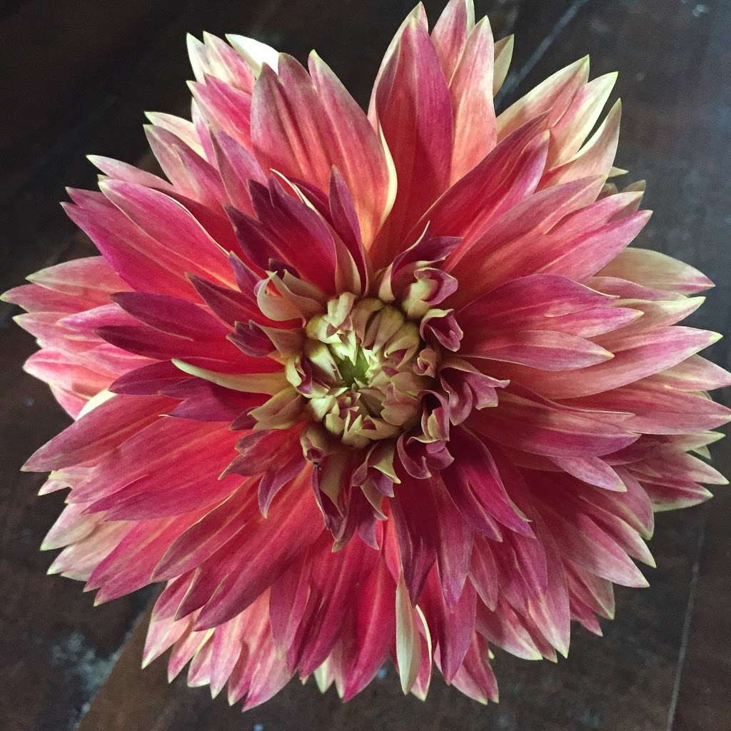 STILL WATERS FARM AND GARDENS | 1321 Schumann Ln, Hickory, NC 28602, USA | Phone: (704) 578-4586