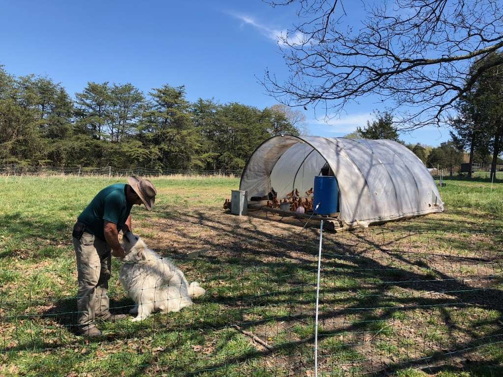 Forrest Green Farm | 2317 Evergreen Rd, Louisa, VA 23093, USA | Phone: (434) 882-2648