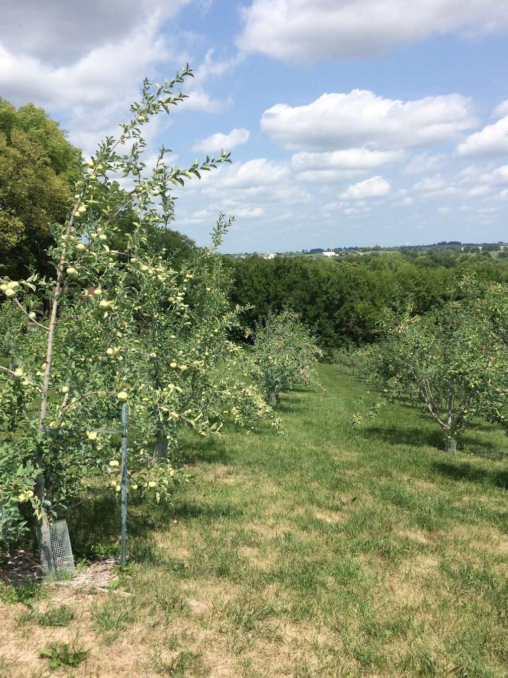 Taylor Family Orchard | 632 N Lightburne St, Liberty, MO 64068 | Phone: (816) 262-8613