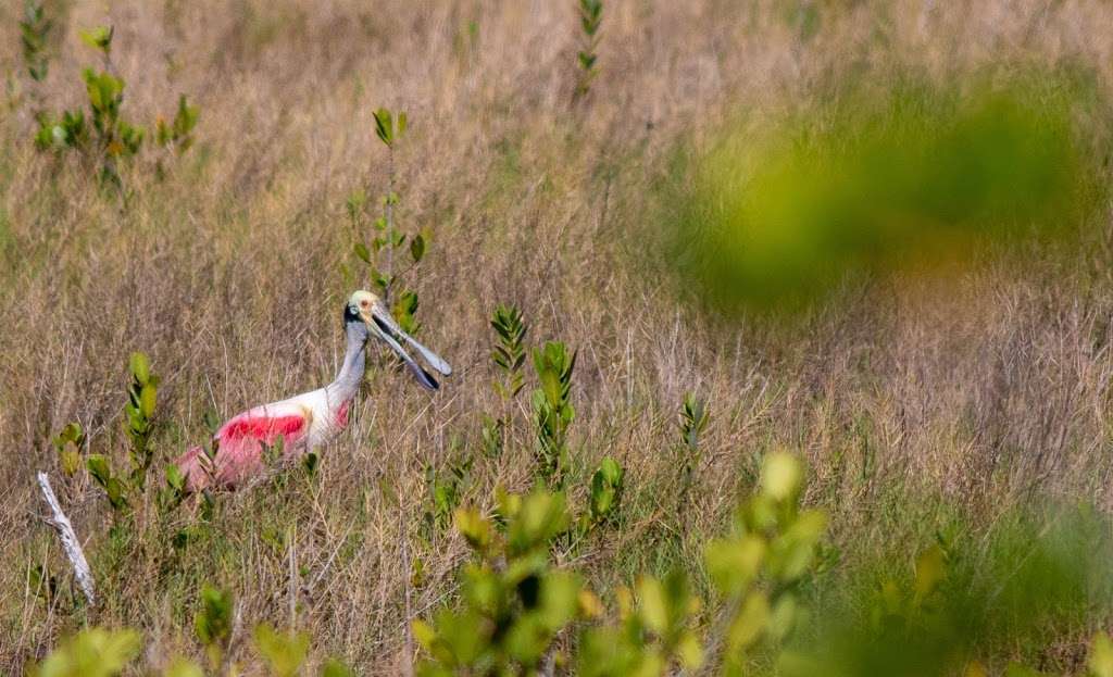 Allan Cruickshank Trail | Florida, USA