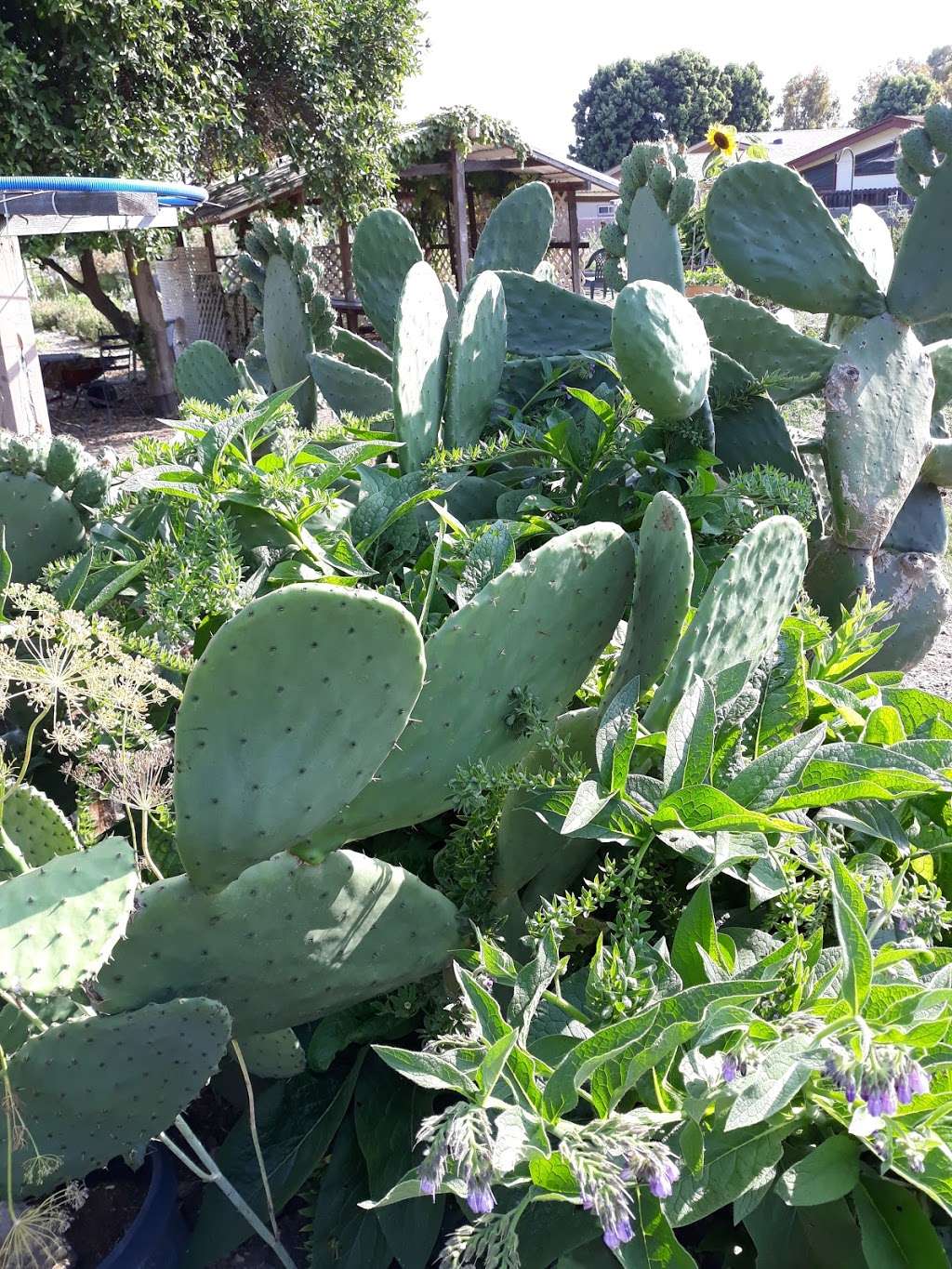 Cornucopia Community Garden | Bobolink Ln, Ventura, CA 93003 | Phone: (805) 658-4754