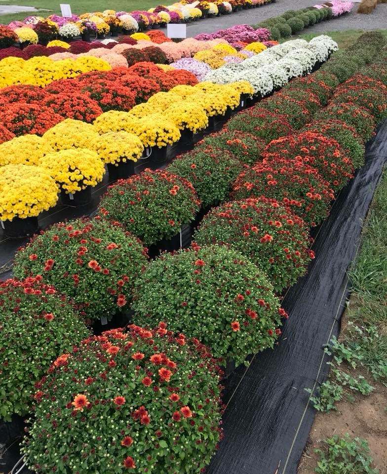 Barlow Farms LLC - Mums, Pumpkins & Gourds | 551 Clinton St, Osborn, MO 64474 | Phone: (816) 449-8082