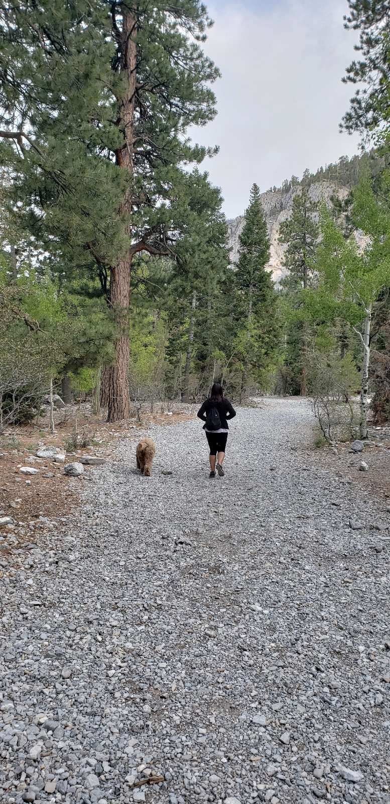 Mary Jane Falls Trail Head | 6-34 Kyle Canyon Rd, Mt Charleston, NV 89124, USA | Phone: (702) 872-5486