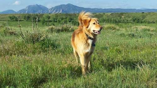 Colorado Animal Rehab | 104 S Main St, Longmont, CO 80501 | Phone: (720) 203-4009