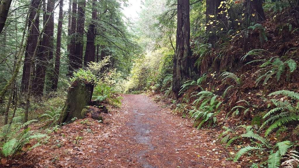 North Ridge Trail, Purisima Creek Redwoods Open Space Preserve | 13130 Skyline Blvd, Redwood City, CA 94062, USA | Phone: (650) 691-1200