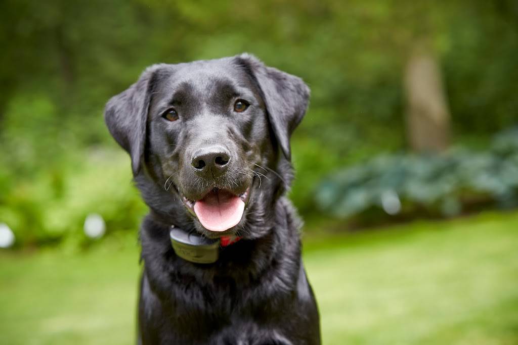 DogWatch of Nashville | 119 Alderwood Ln, Hendersonville, TN 37075, USA | Phone: (615) 599-8364