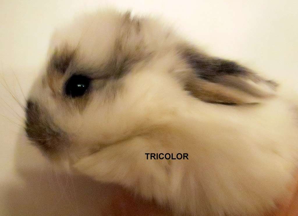 Sweet Dream Tiny Lop Rabbitry | 826 Green Valley Rd, Jackson, NJ 08527, USA | Phone: (732) 806-7370