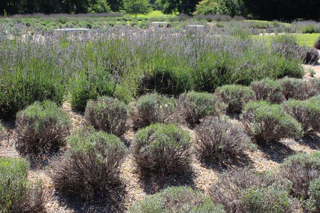 The Bothy Lavender Farm | 1171 Nelson Ln, Amissville, VA 20106 | Phone: (540) 905-4749