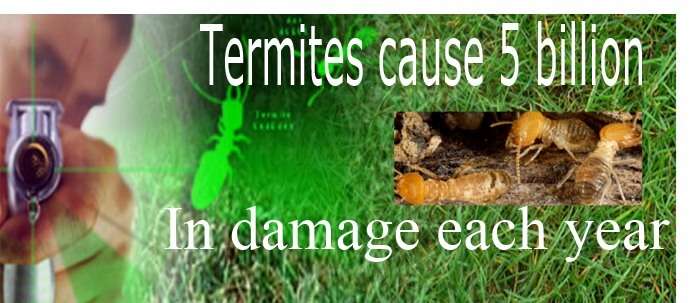 ZipZap Termite & Pest Control | 6601 Royal St building c, Pleasant Valley, MO 64068 | Phone: (816) 407-7378