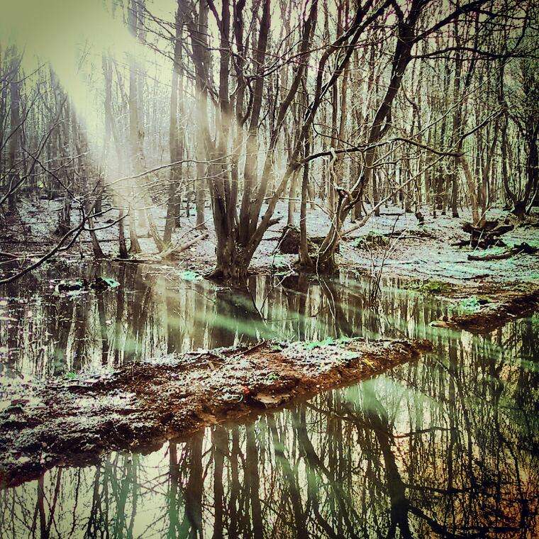 Bencroft Wood Nature Reserve | Broxbourne SG13 8PA, UK