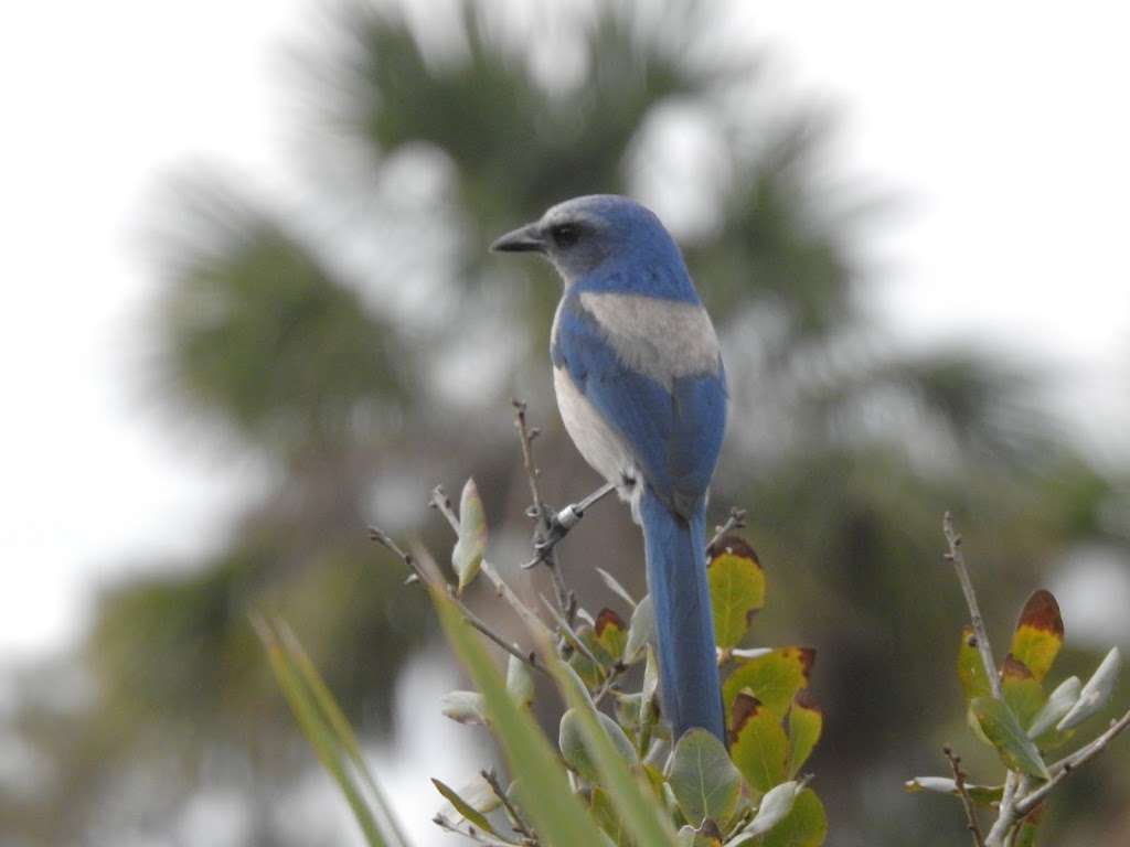 Scrub Jay Hiking Trail | Florida, USA