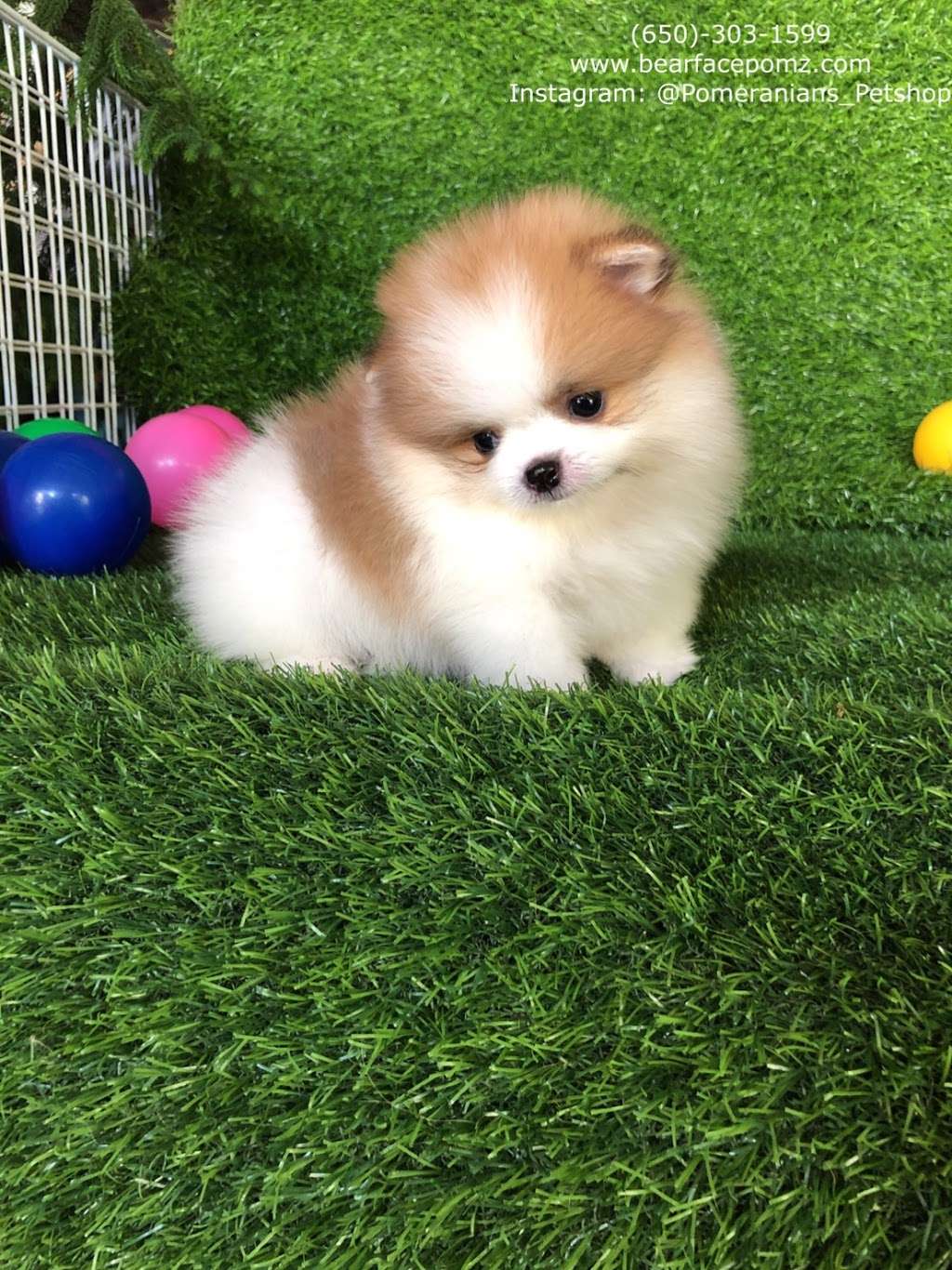 Pomeranian Puppies, Teacup | Chicago, IL 60608, USA | Phone: (650) 303-1599