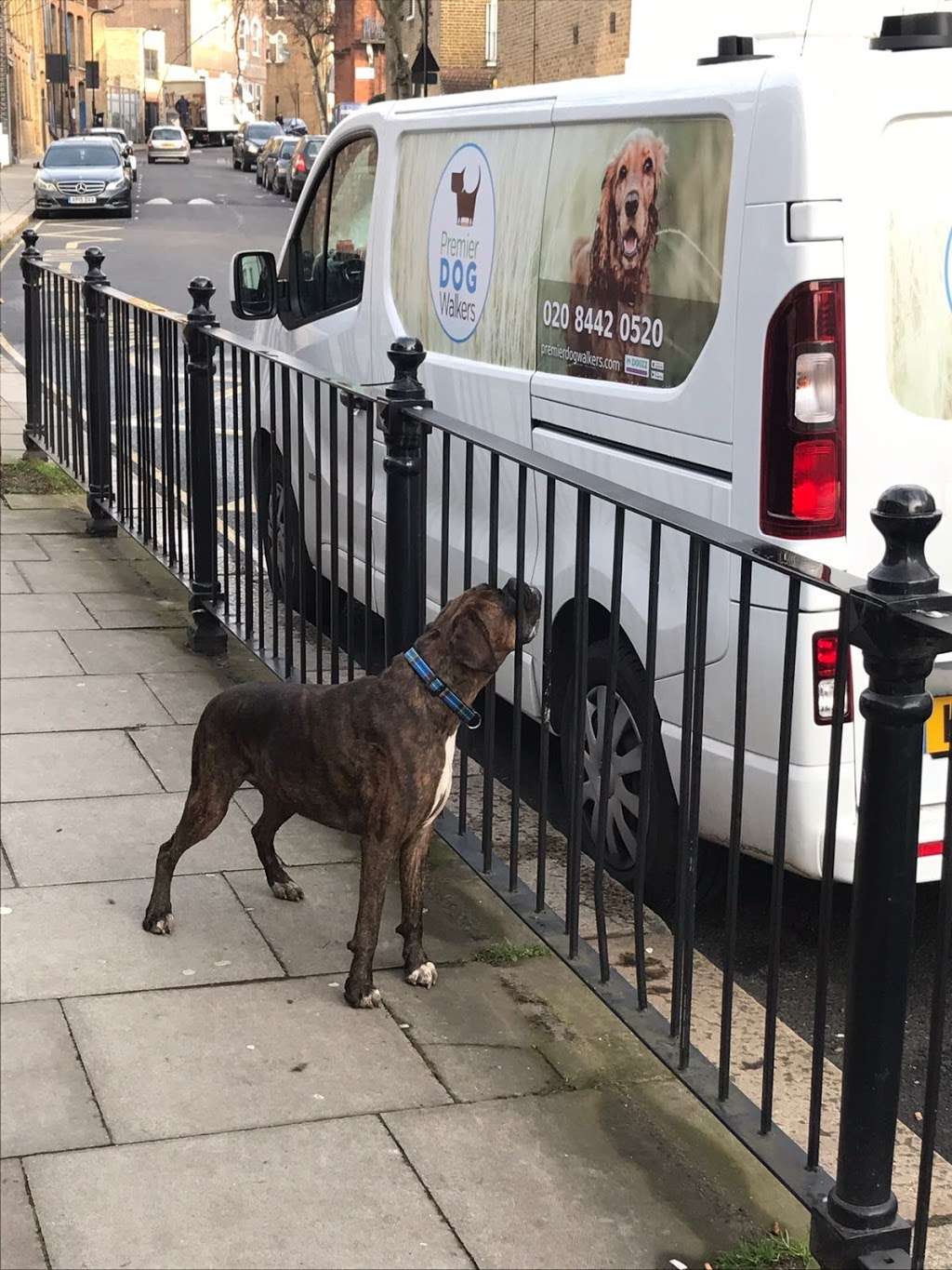 Premier Dog Walkers | 20 Carniege House, New End, London, Hampstead NW3 1JE, UK | Phone: 020 8442 0520