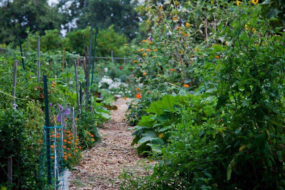 North Hollywood Community Garden | 11800 Weddington St, Valley Village, CA 91607, USA